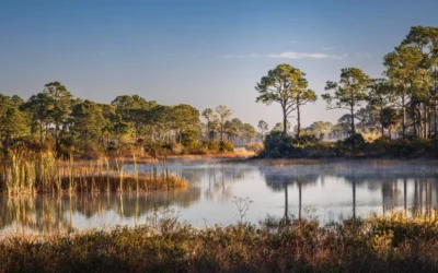 Protecting Paradise: The Vital Importance of Land Conservation in Sarasota