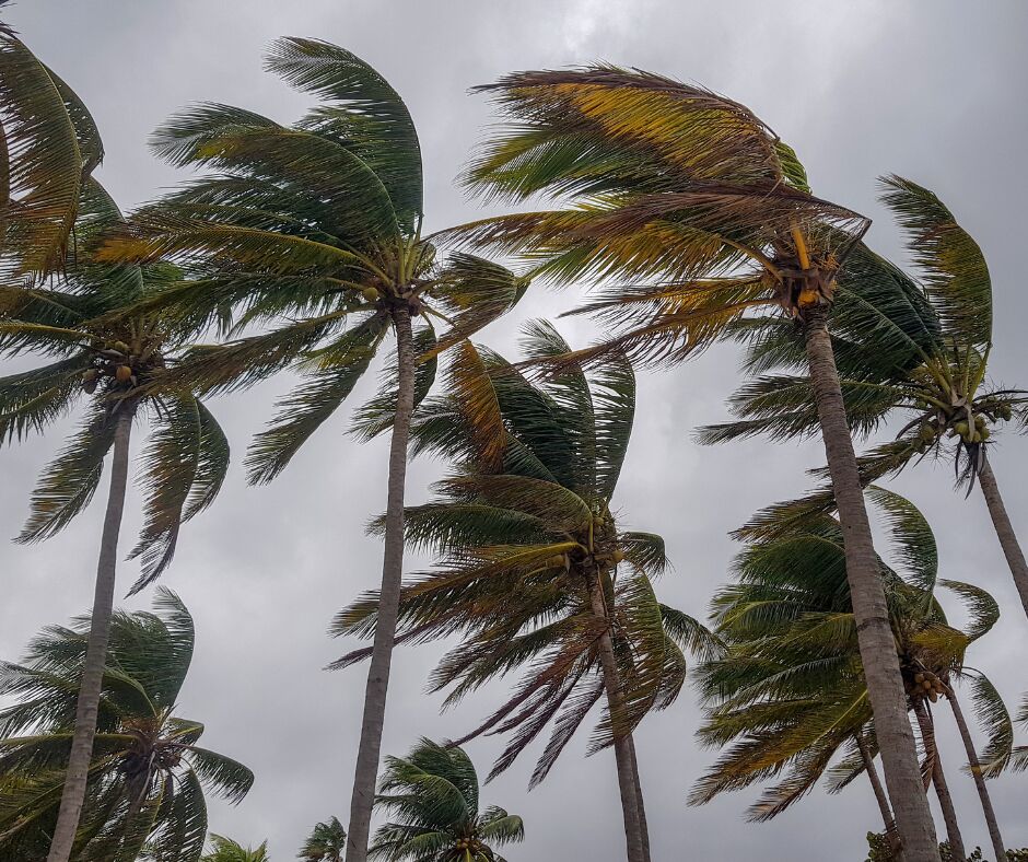 website-pictures-14 palm trees in hurricane